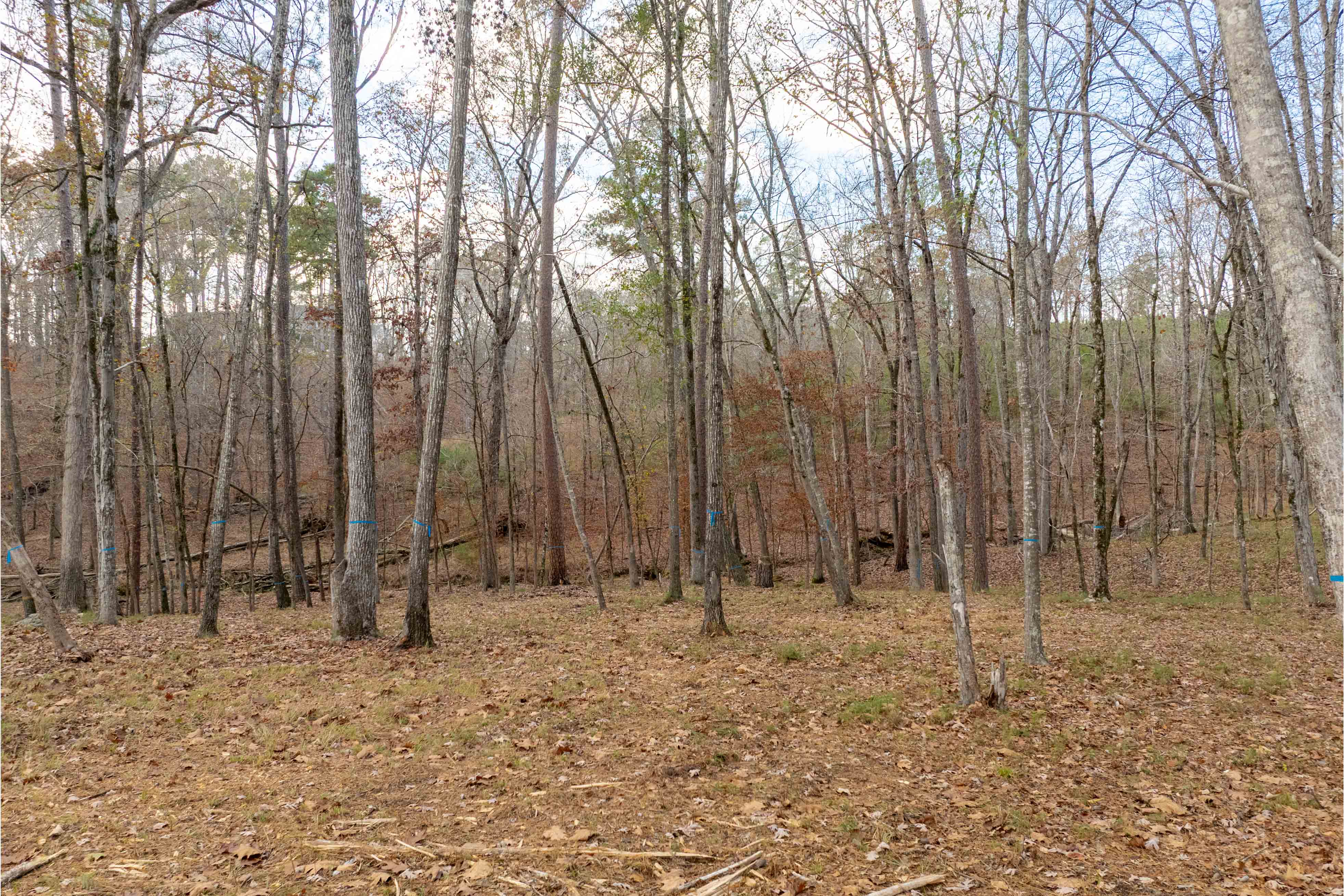 1217 Fox Squirrel Drive image 6